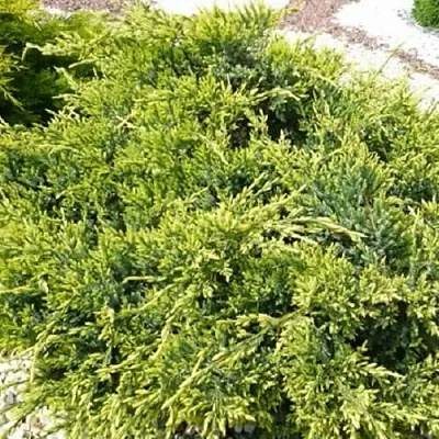 Можжевельник ГОЛД СТАР средний в Кирове