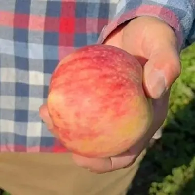 Яблоня ВАСЮГАН колонновидная  Яблоня ВАСЮГАН колонновидная в Кирове