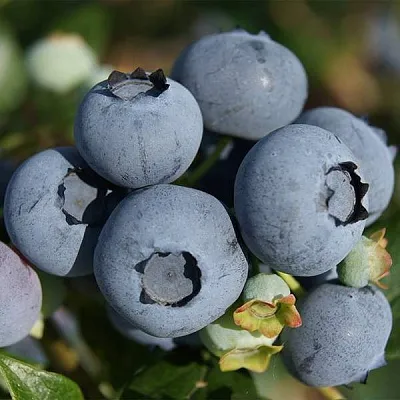 Высокорослые сорта  в Кирове