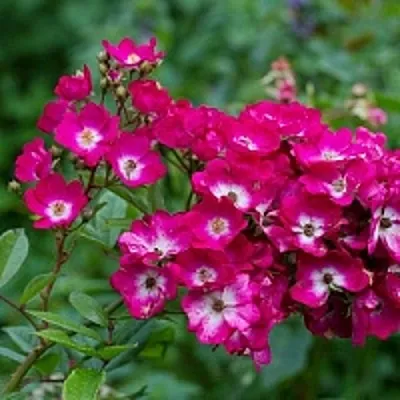 Саженцы роз МАРДЖОРИ ФЕЙР полиантовая в Кирове