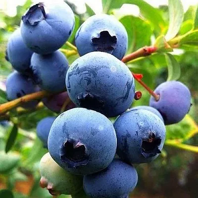 Низкорослые сорта  в Кирове