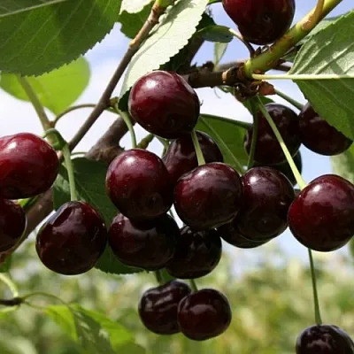 Вишня СВЕРДЛОВЧАНКА степная  Вишня СВЕРДЛОВЧАНКА степная в Кирове