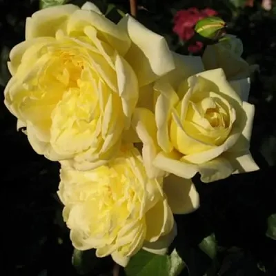 Саженцы роз КАЗИНО плетистая  Саженцы роз КАЗИНО плетистая в Кирове