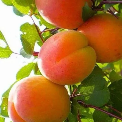 Абрикос КРЫМСКИЙ АМУР  Абрикос КРЫМСКИЙ АМУР в Кирове