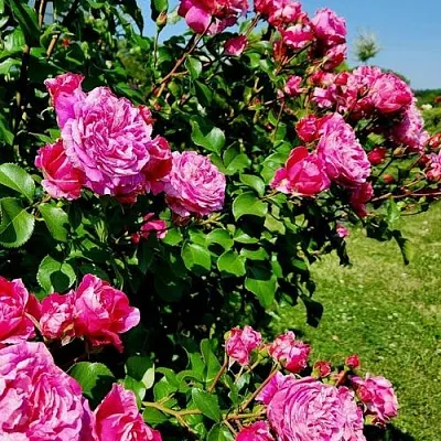 Саженцы роз ИНЕС САСТР плетистая  Саженцы роз ИНЕС САСТР плетистая в Кирове