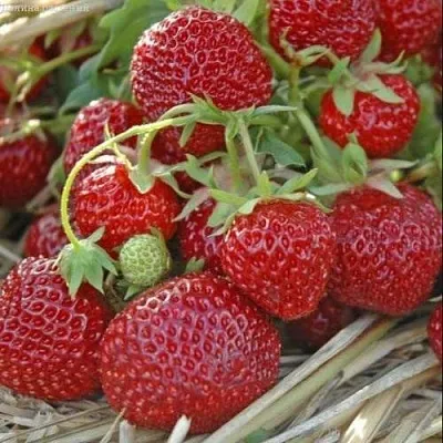 Клубника ЗЕНГА-ЗЕНГАНА в Кирове