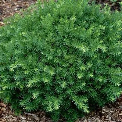 Тис ХИКСИ средний в Кирове