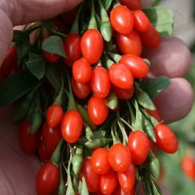 Годжи КОРЕАН БИГ — описание сорта Годжи КОРЕАН БИГ в Кирове