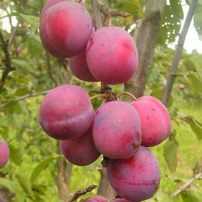 Слива ЭДИНБУРГСКАЯ  Слива ЭДИНБУРГСКАЯ в Кирове