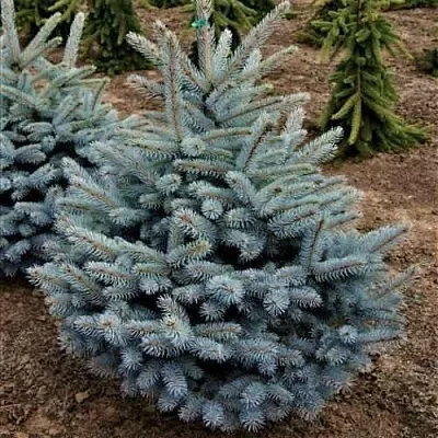 Ель МИСТИ БЛЮ голубая в Кирове