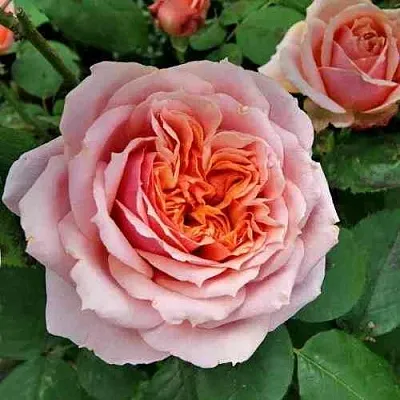 Саженцы роз ПОЛЬ БОКЮЗ шраб в Кирове