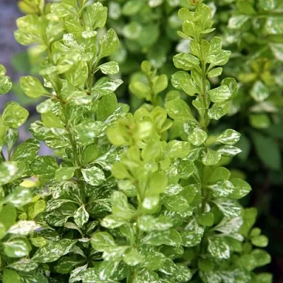 Барбарис ПАУ ВАУ тунберга  Барбарис ПАУ ВАУ тунберга в Кирове