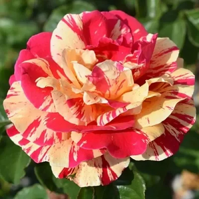 Саженцы роз ВАНИЛЛА ФРАЙЗ плетистая  Саженцы роз ВАНИЛЛА ФРАЙЗ плетистая в Кирове