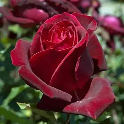 Саженцы роз ПАПА МЕЙЯН чайно-гибридная в Кирове