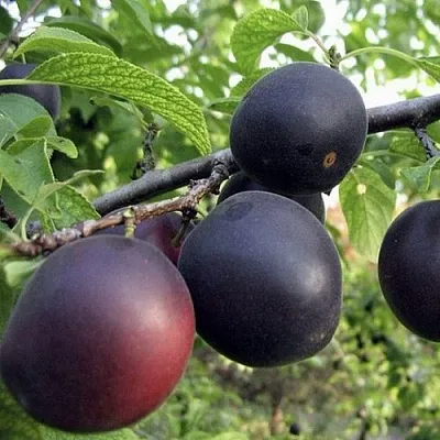 Абрикос МОНАРЕЗИ  Абрикос МОНАРЕЗИ в Кирове