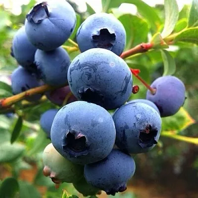 Голубика ДЮК в Кирове