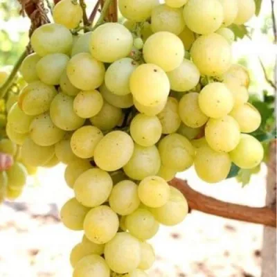 Виноград ТАЛИСМАН в Кирове