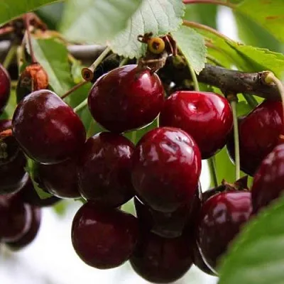 Вишня НОВОДВОРСКАЯ  Вишня НОВОДВОРСКАЯ в Кирове