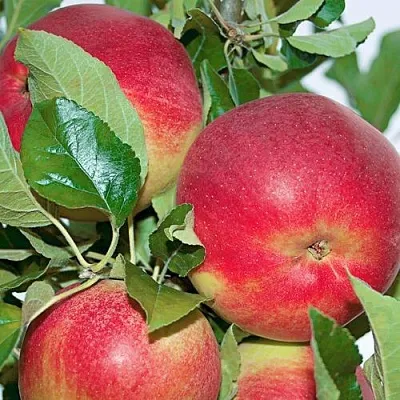 Яблоня СЕНАТОР колонновидная  Яблоня СЕНАТОР колонновидная в Кирове