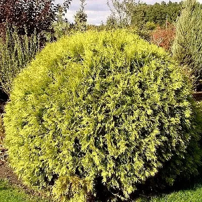 Туя ГЛОБОЗА АУРЕА западная в Кирове