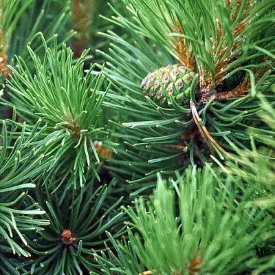 Сосна в Кирове