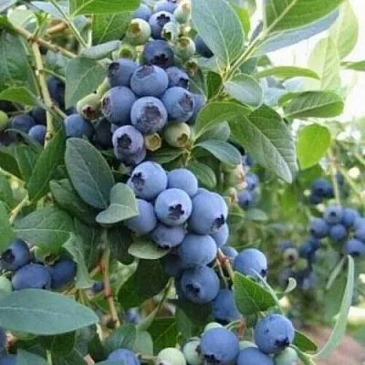 Голубика ЭЛЛИОТ в Кирове