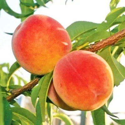 Персик ОНТАРИО — описание сорта Персик ОНТАРИО в Кирове