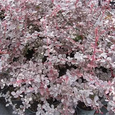 Барбарис СИЛЬВЕР МИЛЕС оттавский   Барбарис СИЛЬВЕР МИЛЕС оттавский  в Кирове