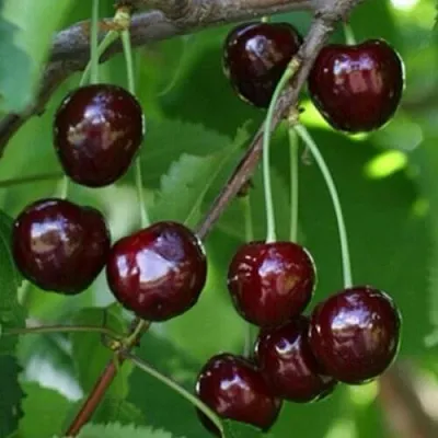 Черешня НАРОДНАЯ  Черешня НАРОДНАЯ в Кирове