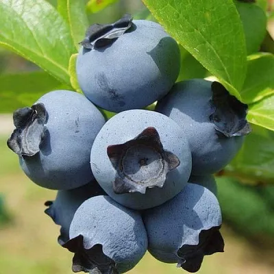 Сладкие сорта  в Кирове