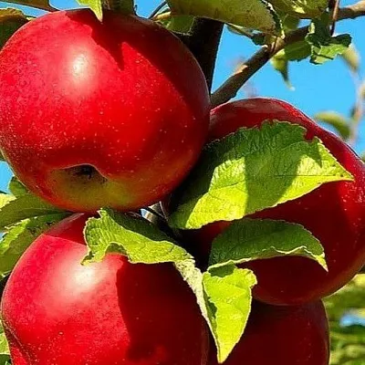 Зимние сорта  Зимние сорта в Кирове