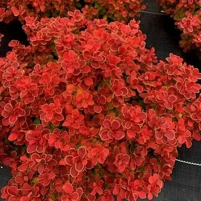 Барбарис РЕД ХОТ ЧИЛИ тунберга  Барбарис РЕД ХОТ ЧИЛИ тунберга в Кирове