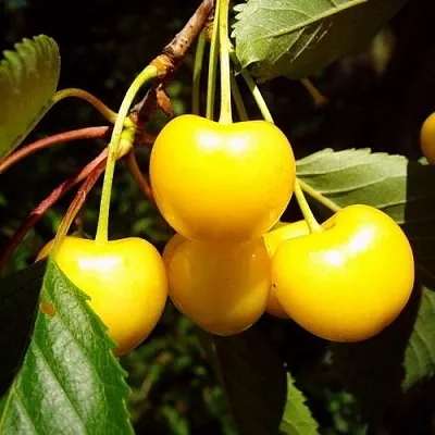 Черешня ЖУРБА  Черешня ЖУРБА в Кирове