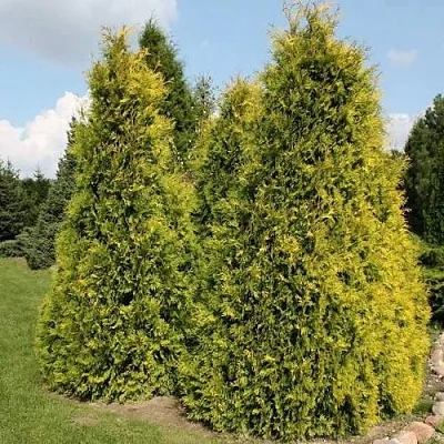 Туя АУРЕОСПИКАТА западная в Кирове