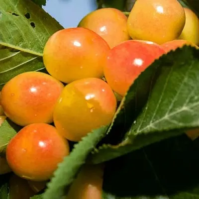 Дюк (черевишня) БЕЛОЧКА  Дюк (черевишня) БЕЛОЧКА в Кирове