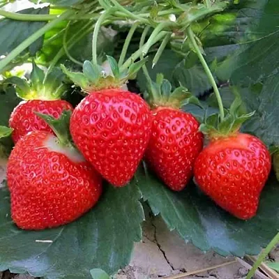 Клубника ТЕА в Кирове