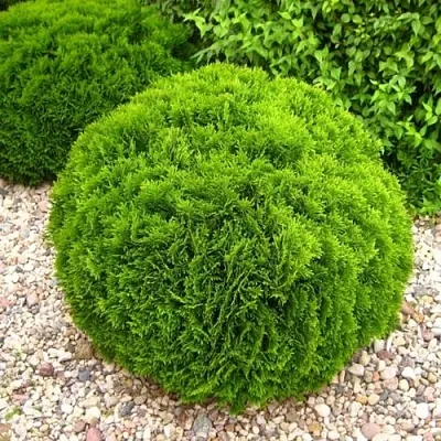 Туя ДАНИКА западная в Кирове