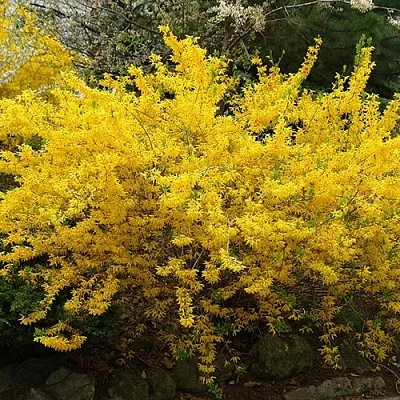 Форзиция ГОЛДЗАУБЕР средняя в Кирове