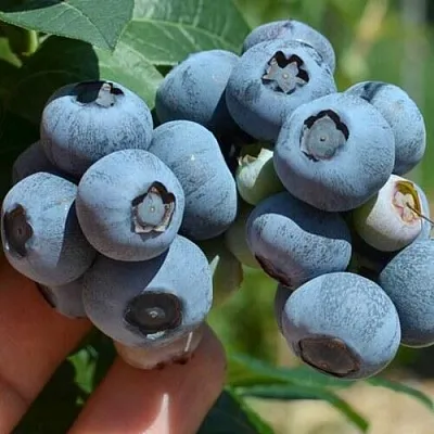 Голубика НЕЛЬСОН в Кирове