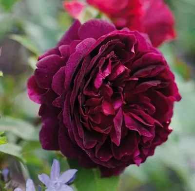 Саженцы роз МАНСТЕД ВУД английская в Кирове