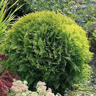 Туя ЕЛЛОУ ГЛОБ западная в Кирове