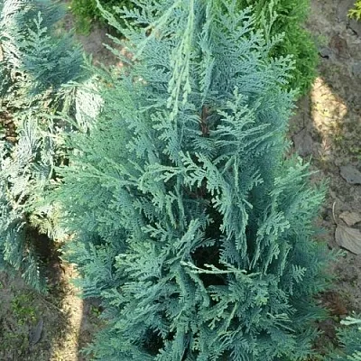 Кипарисовик КОЛУМНАРИС лавсона в Кирове