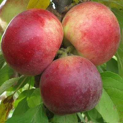 Яблоня БАЛЕРИНА ФЛАМЕНКО колонновидная  Яблоня БАЛЕРИНА ФЛАМЕНКО колонновидная в Кирове