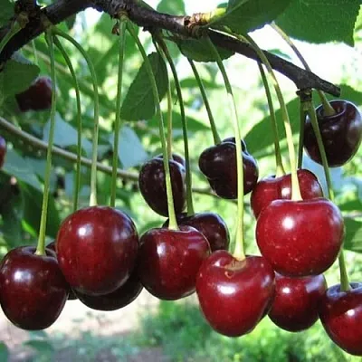 Вишня БЫСТРИНКА  Вишня БЫСТРИНКА в Кирове