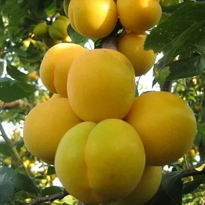 Слива ЛОДВА  Слива ЛОДВА в Кирове