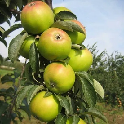 Яблоня ЛУКОМОР колонновидная  Яблоня ЛУКОМОР колонновидная в Кирове