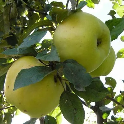 Яблоня АНТОНОВКА ОБЫКНОВЕННАЯ  Яблоня Антоновка Обыкновенная в Кирове