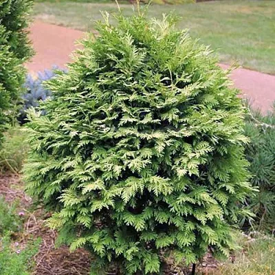 Туя ВАРЕАНА ЛЮТЕСЦЕНС западная в Кирове