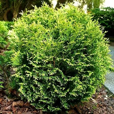 Туя ВОТЕРФИЛД западная в Кирове