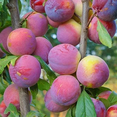 Слива КОЛОННОВИДНАЯ  Слива КОЛОННОВИДНАЯ в Кирове